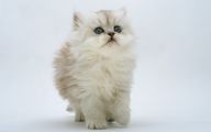 Funny Cute Cats  10 Free Wallpaper