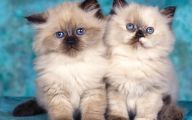 Funny Cute Cats  11 Wide Wallpaper