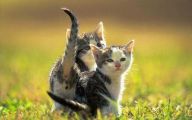 Funny Cute Cats  13 Desktop Wallpaper