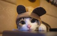 Funny Cute Cats  14 Widescreen Wallpaper