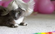 Funny Cute Cats  15 Widescreen Wallpaper