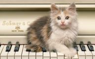 Funny Cute Cats  2 Widescreen Wallpaper