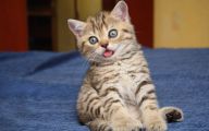 Funny Cute Cats  21 Cool Wallpaper