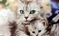 Funny Cute Cats  22 Free Hd Wallpaper