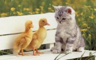 Funny Cute Cats  25 Wide Wallpaper