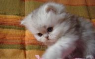 Funny Cute Cats  26 Free Wallpaper