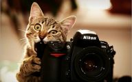 Funny Cute Cats  28 Free Wallpaper