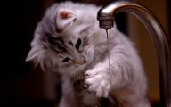 Funny Cute Cats  3 Widescreen Wallpaper