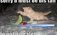 Funny Cute Cats  31 Free Hd Wallpaper