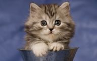 Funny Cute Cats  33 Free Wallpaper