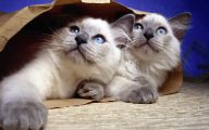 Funny Cute Cats  37 Free Wallpaper