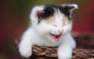 Funny Cute Cats  38 Wide Wallpaper