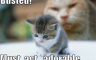 Funny Cute Cats  39 Cool Hd Wallpaper