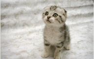 Funny Cute Cats  40 High Resolution Wallpaper