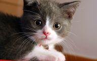 Funny Cute Cats  42 Widescreen Wallpaper