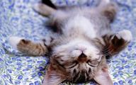 Funny Cute Cats  43 Wide Wallpaper