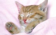 Funny Cute Cats  5 Hd Wallpaper