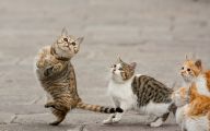 Funny Cute Cats  6 Cool Wallpaper