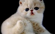 Funny Cute Cats  9 Cool Wallpaper