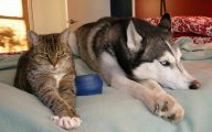 Funny Dogs And Cats Living Together 2 Cool Wallpaper