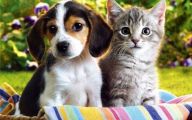 Funny Dogs And Cats Living Together 8 Desktop Background