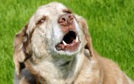  Funny Dogs Barking 13 High Resolution Wallpaper