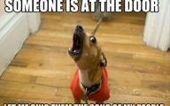  Funny Dogs Barking 17 Widescreen Wallpaper