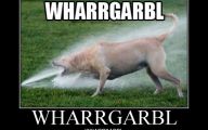  Funny Dogs Barking 19 Widescreen Wallpaper