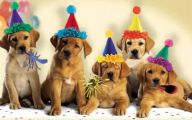  Funny Dogs Barking 21 Hd Wallpaper