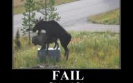 Funny Fails Animals 2 Desktop Background