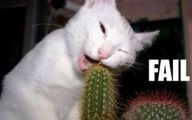 Funny Fails Animals 20 Free Hd Wallpaper