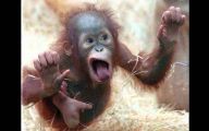 Funny Fails Animals 22 Cool Hd Wallpaper