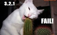 Funny Fails Animals 3 Widescreen Wallpaper