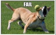 Funny Fails Animals 8 Free Wallpaper