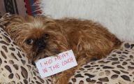 Funny Signs Around Dog's Neck 14 Desktop Background