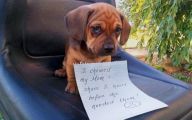 Funny Signs Around Dog's Neck 21 Desktop Background