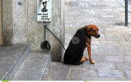 Funny Signs Around Dog's Neck 22 Free Hd Wallpaper