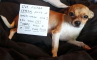 Funny Signs Around Dog's Neck 33 Desktop Wallpaper