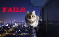 Epic Funny Cat Fails 1 Cool Wallpaper