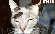 Epic Funny Cat Fails 11 Free Hd Wallpaper