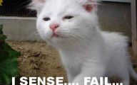 Epic Funny Cat Fails 14 Cool Hd Wallpaper