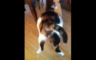 Epic Funny Cat Fails 17 Free Wallpaper