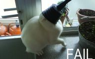 Epic Funny Cat Fails 18 Hd Wallpaper