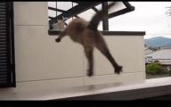 Epic Funny Cat Fails 19 Cool Hd Wallpaper