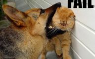 Epic Funny Cat Fails 21 Hd Wallpaper