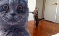 Epic Funny Cat Fails 6 Cool Wallpaper