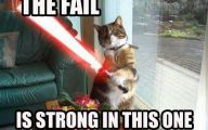 Epic Funny Cat Fails 7 Hd Wallpaper