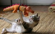 Funny Animals Cats 1 Hd Wallpaper