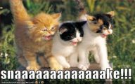 Funny Animals Cats 10 Cool Hd Wallpaper