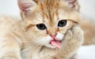 Funny Animals Cats 13 Desktop Background